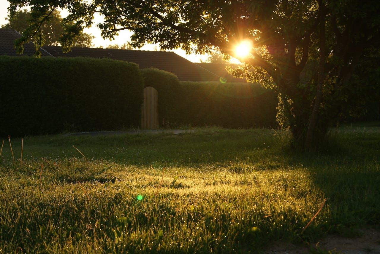 6 Tips to Identify and Eliminate Tree Hazards
